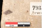 Foto (Detailansicht) von Sapotacites emarginatus Heer (NHMW-GEO-2024-0188-7935c)